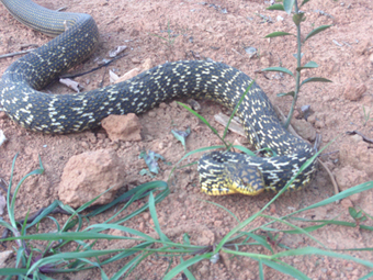 �����ߣ������ߣ�