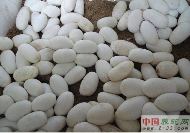 ���������ߵ�