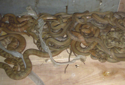 �ؼ���������