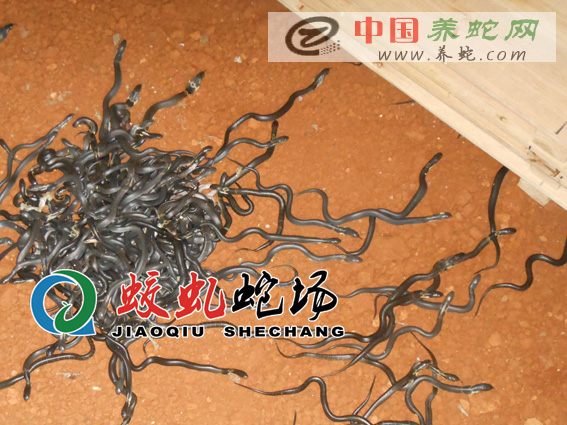 ѧԱ������۾�������